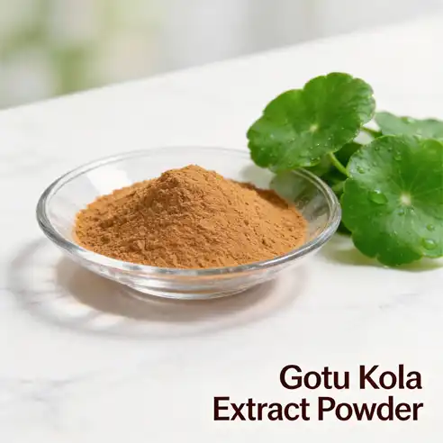 What makes gotu kola extract powder a premium herbal nootropic?